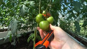 #Когда и как обрезать листья на томатах