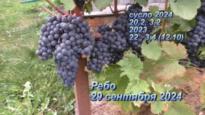 Самые урожайные сорта для вина на нашем участке