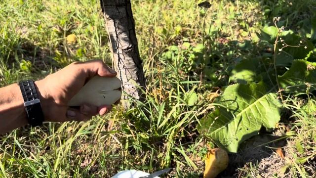Груша Осінь Буковини