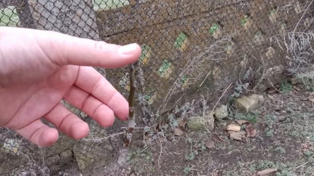 ЗБИРАЮ ВИНОГРАД 6 ГРУДНЯ. смотреть онлайн