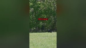 Факты о медведях
