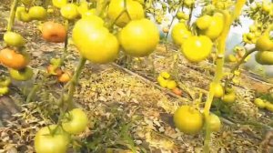 Балабан F1 / Balaban F1 - Томат, Bursa Tohum