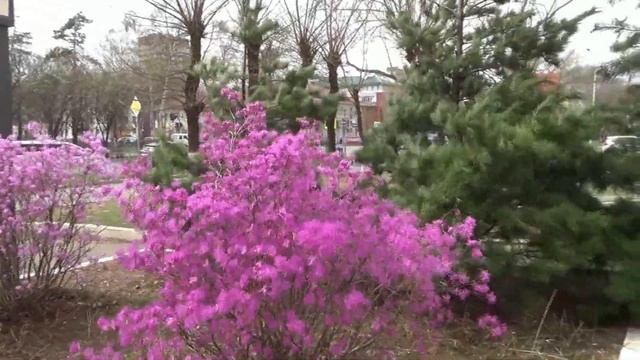 Уссурийск, весеннее цветение, апрель 2024 г. смотреть онлайн