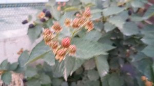 Ежевика Понка, 02.07.24