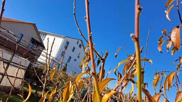 Обрезка персика осенью. смотреть онлайн