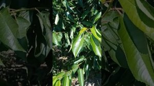 черешня сорта Саммит /Summit/