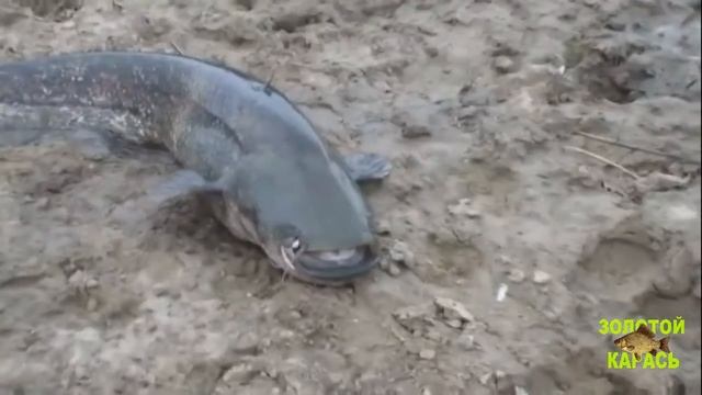Русская рыбалка!