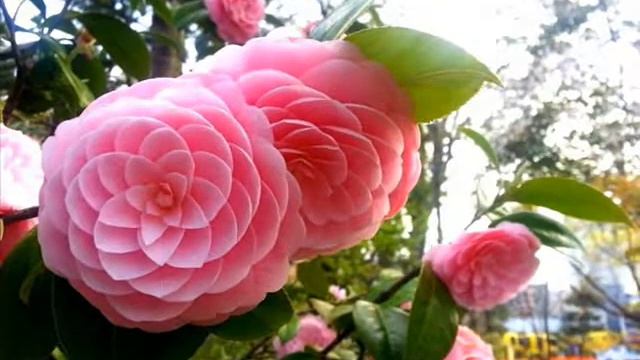 Фильм С днем рождения, Инесса! смотреть онлайн