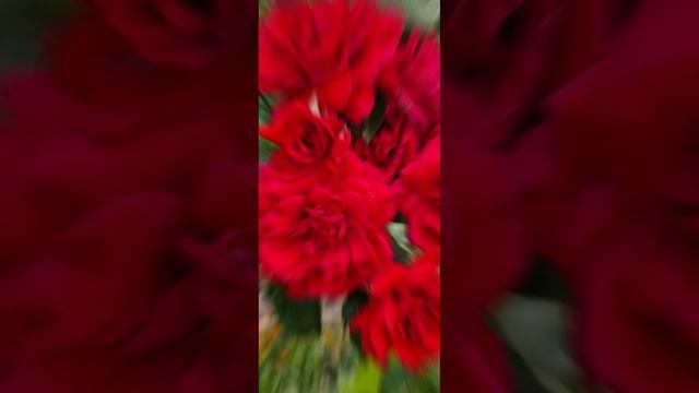 #доброеутро 🌺 У мамы было день рождение )) Она очень лю смотреть онлайн