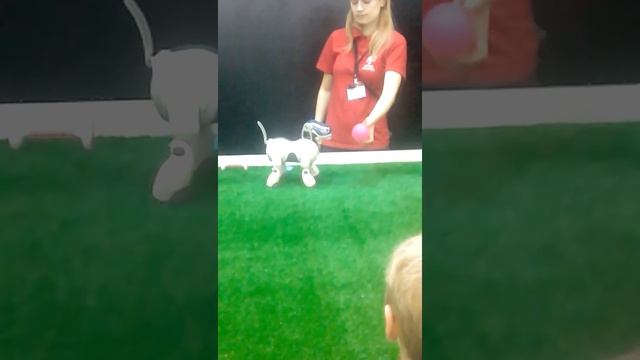Ярославль Выставка роботов