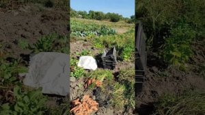 Наступила осень - вторая половина сентября и мы убирае