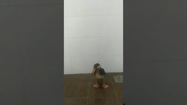 Утёнок моется в душе, Вьетнам Муйне, прикольное видео, смешная утка Боря, реклама геля для душа смотреть онлайн
