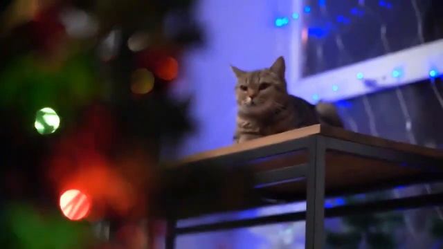 Смешные коты.Смех,милота и приколы 😹Коты и ёлка №4 смотреть онлайн