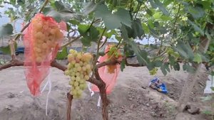 виноград басанти