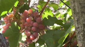 Сорт винограду "Байконур" "Гурман лакомка" "Гурман ранн