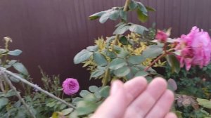 Роза Квиксильвер неплохо растет в Новосибирске.