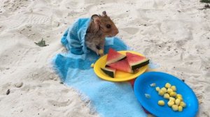 ХОМЯКИ ПЛАВАЮТ в БАССЕЙНЕ и ИГРАЮТ В ПРЯТКИ