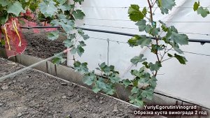 🍇 Просто ОБРЕЗКА ДВУХЛЕТНЕГО ВИНОГРАДА НА УРОЖАЙ! Фо?