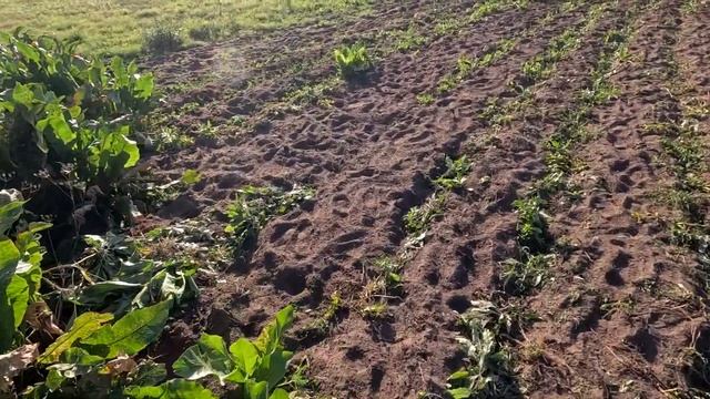 Собрали урожай картошки и грибов! смотреть онлайн