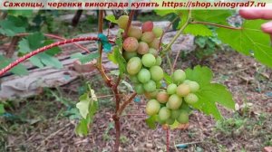 Парад сортов на 27.07.24 года - виноград Прерия окрашивани