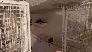 Сельские голуби. 21 12 2021г голуби Виктора, посёлок Красочный.