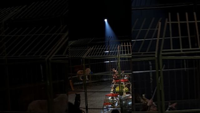 Цирк на Фонтанке 5.11.22г.5