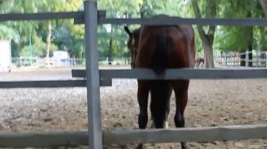 Лошадь чешет попу