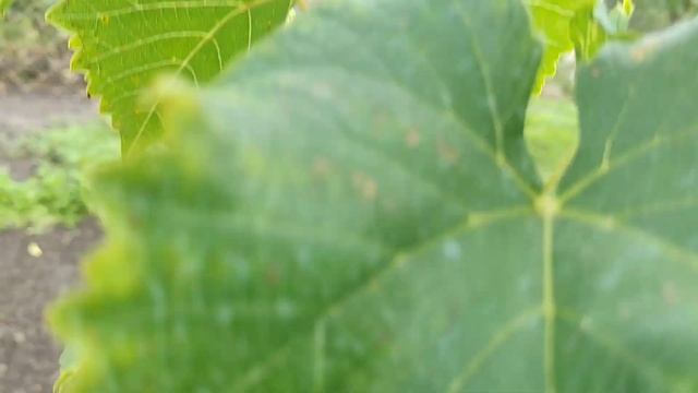 Виноград. Друга вегетація. Коли обрізати виноград. смотреть онлайн