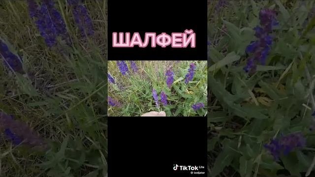 Зелёная здравница 24