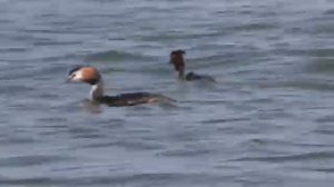 Рыбалка на карася. Пружина и поплавок. My fishing