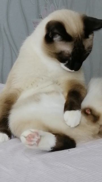 Котик приуныл, прикол, ржака, угар, смешное смотреть онлайн