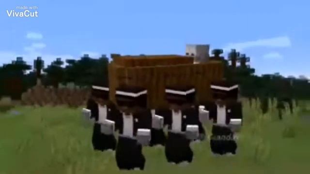 Прикол про негров с гробом смотреть онлайн