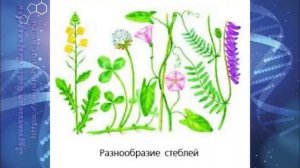 Биология 7 кл Пасечник $18 Покрытосеменные или Цветковые