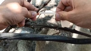 прививка винограда весной май