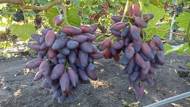 Перцовий Красний - один із ранніх на винограднику смотреть онлайн