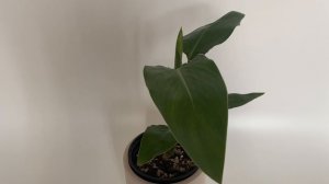 Стрелиция Регина