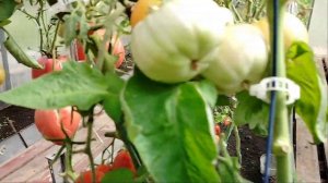 обзор на  супер  урожайные крупноплодные сорта томато?