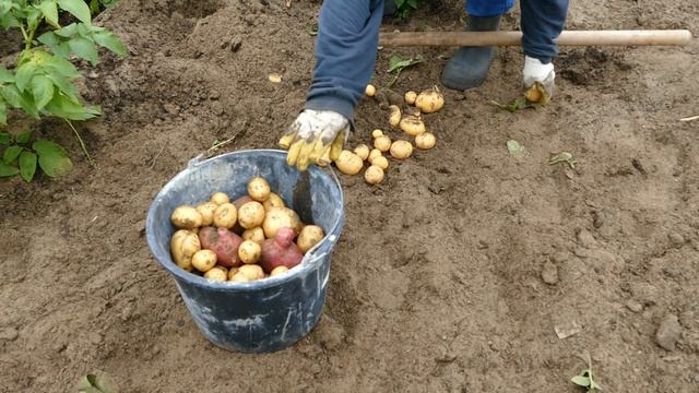 СБОР УРОЖАЯ КАРТОФЕЛЯ 2024 смотреть онлайн
