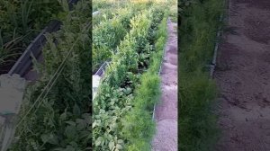 Колорада НЕТ ⛔ 21.05.25