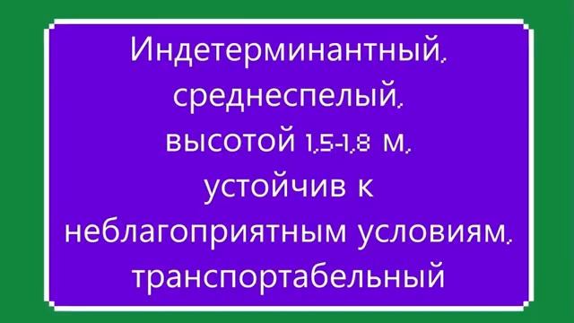 ТОМАТЫ. Проверенные сорта. КАТАЛОГ ТОМАТОВ 2024 г. Част? смотреть онлайн