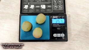 🍇 Эти ягоды винограда покрылись ПОДОЗРИТЕЛЬНЫМ СЕРЫ?