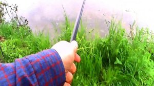 Сход рыбы из-за травы у берега, которая вся в игре. #рыбалка