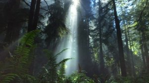 Красивая Расслабляющая Музыка с Флейтой, Фортепиано, Гитарой и Пением Птиц