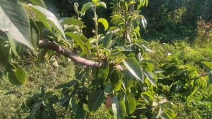 Груша летняя Богема(Богемская,Богеминка).