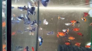 Дисковая пецилия, Пецилия редиска, Гуппи кои, Гуппи Ми?