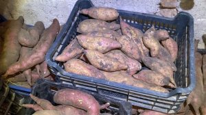 КАКОЙ ЖЕ БАТАТ 🍠 КУПИТЬ