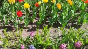 Дворцовый Парк Гатчина от Александры 20.05.25.