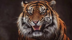Тигр Рычит. Звук Тигра, Как Рычит Тигр