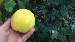 Айва КРЫМСКАЯ АРОМАТНАЯ