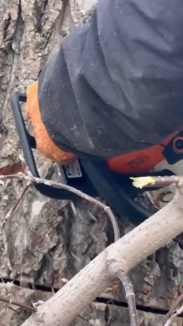 Спил деревьев Новосибирск смотреть онлайн